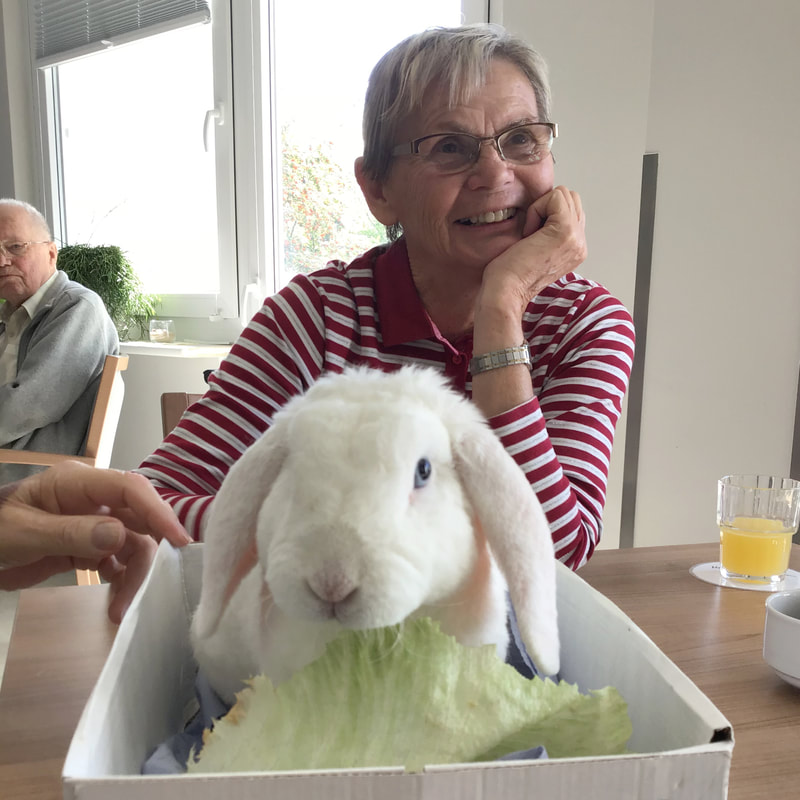 Brambor Pflegedienst Kaninchen Tagespflege Sensibiliserung